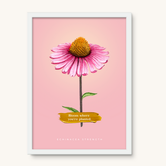 Echinacea Strength - 001